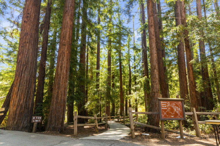 43-web-or-mls-So Gold Redwood Grove-3